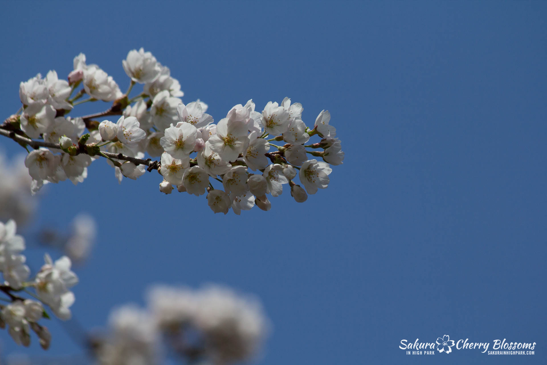 Sakura-Watch-May-5-2018-18.jpg