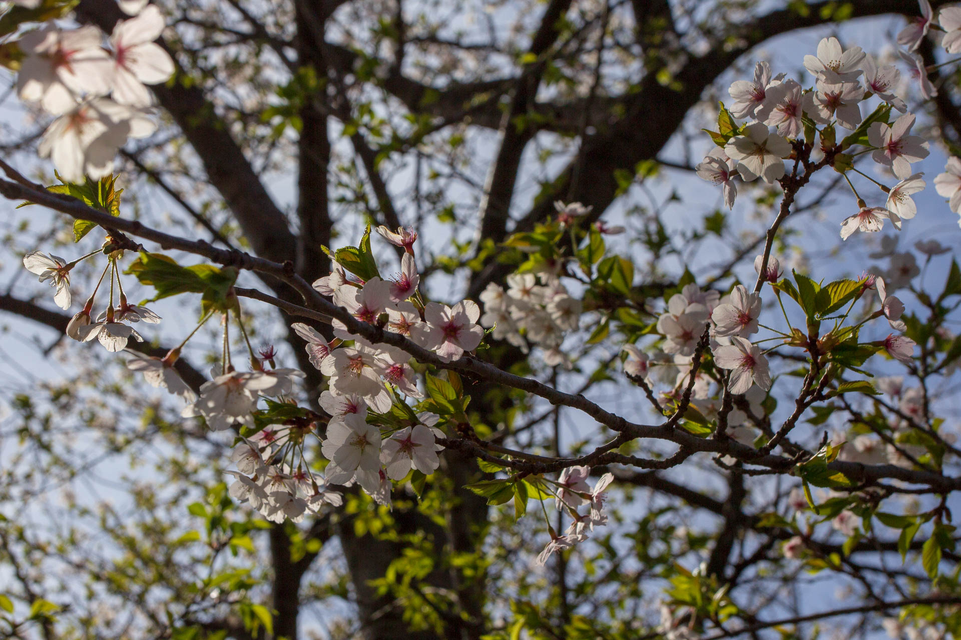 Sakura-Watch-May-9-2018-8.jpg