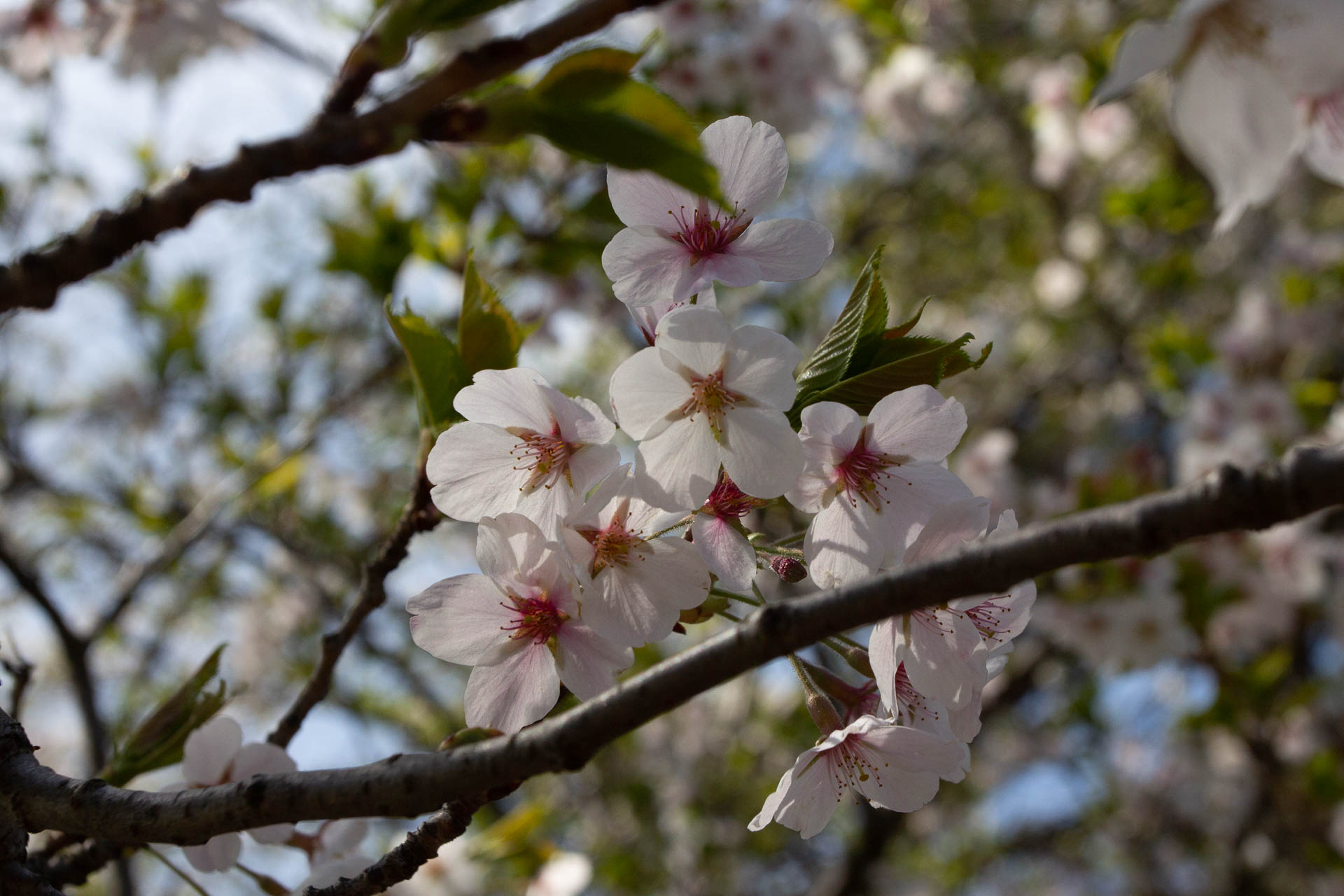 Sakura-Watch-May-9-2018-2.jpg