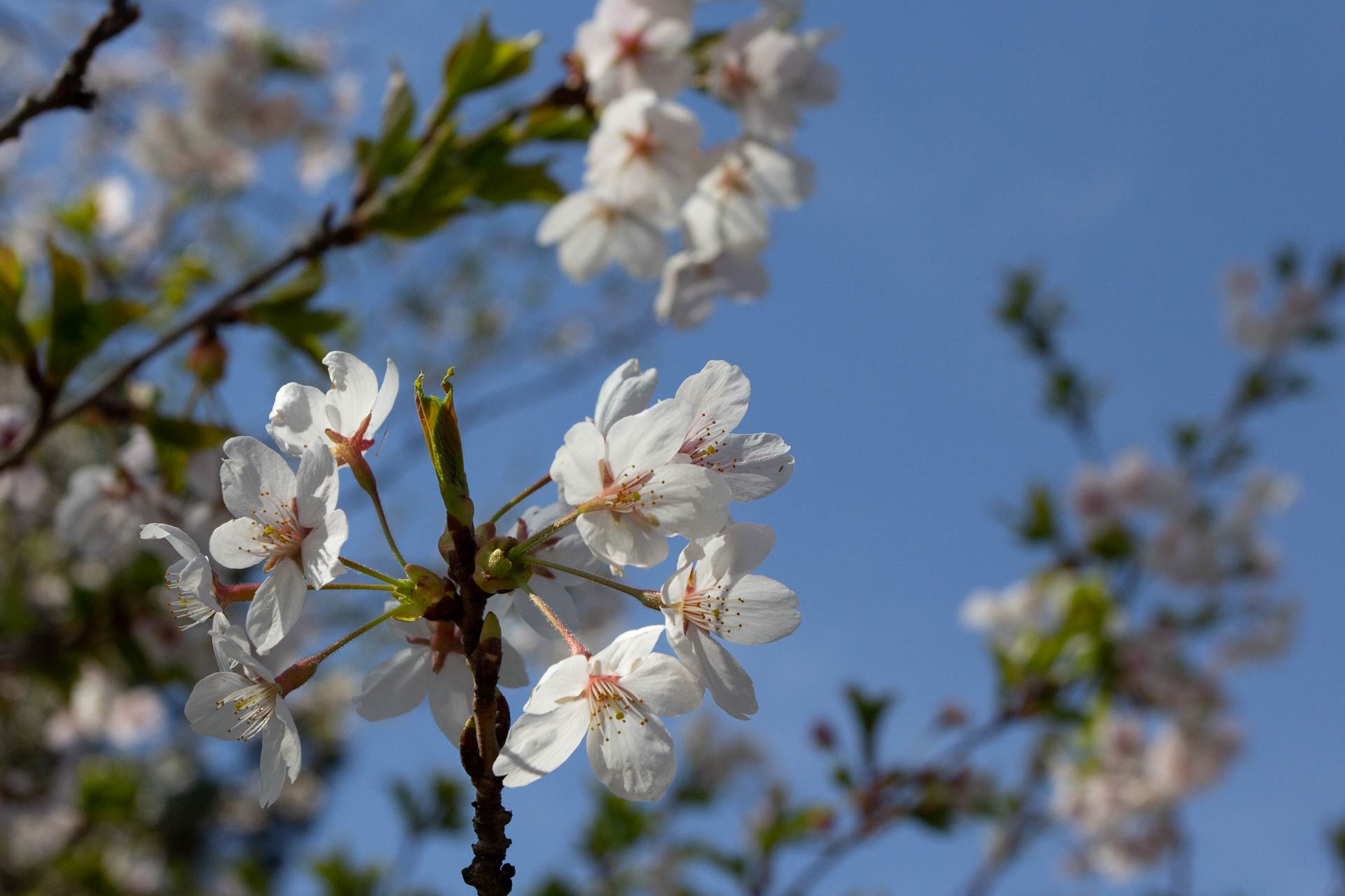 Sakura-Watch-May-9-2018-4.jpg
