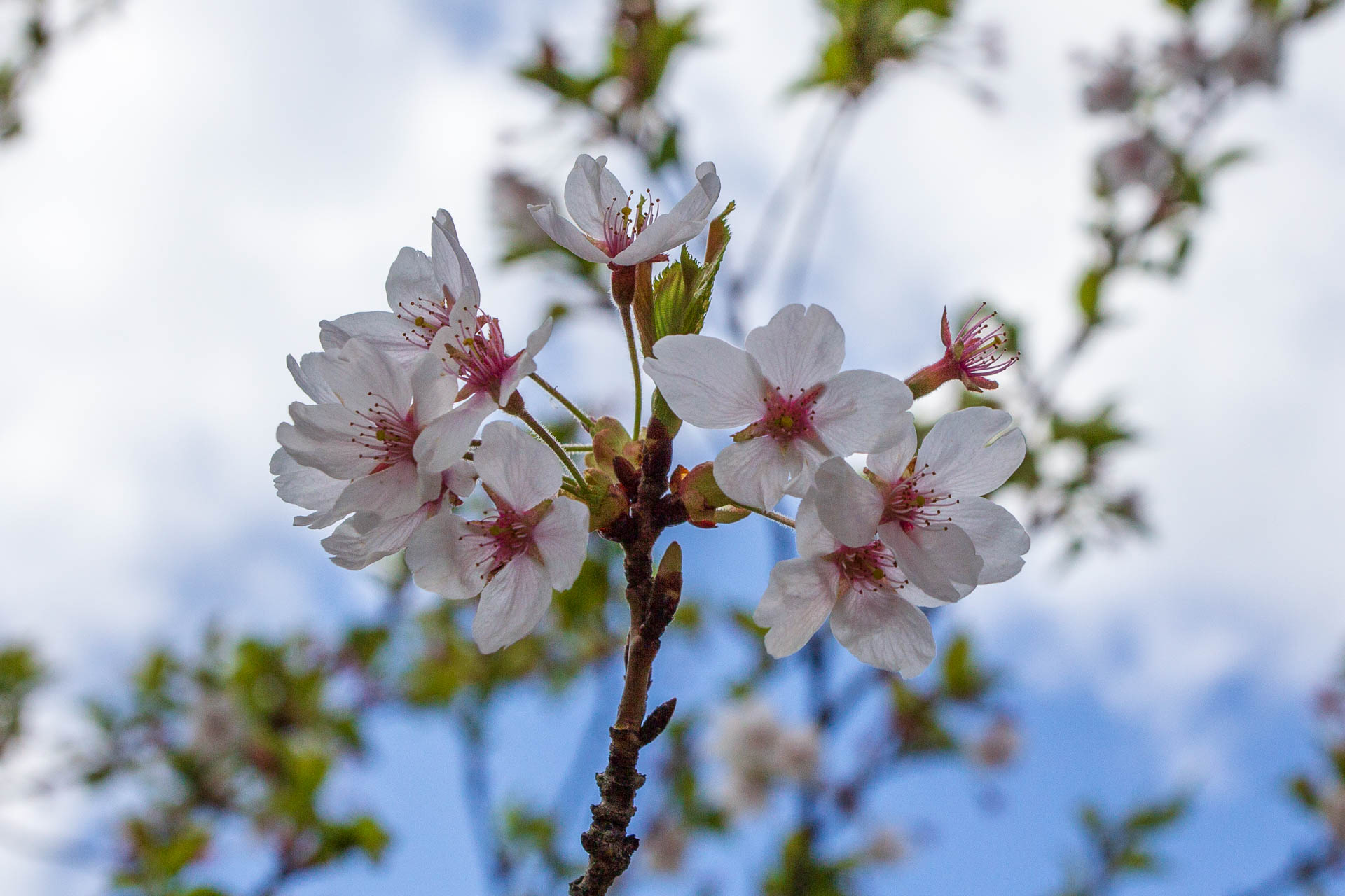 Sakura-Watch-May-10-2018-10.jpg