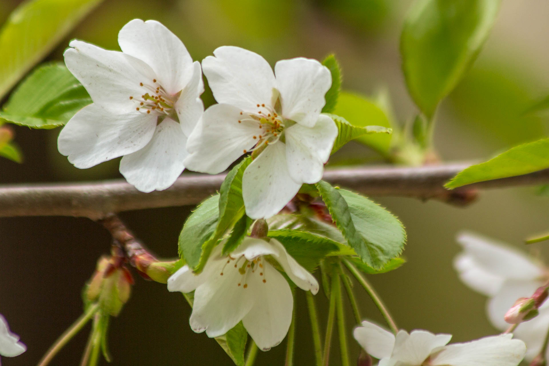 Sakura-Watch-May-10-2018-42.jpg