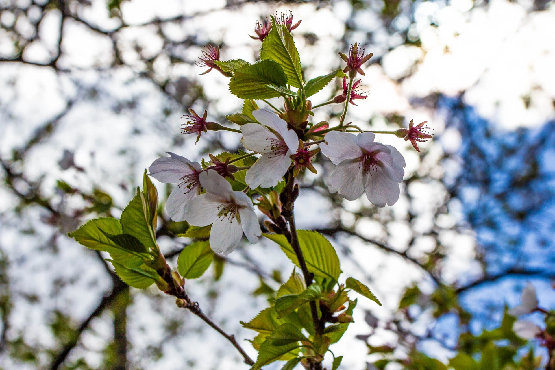 Sakura-Watch-May-10-2018-13.jpg