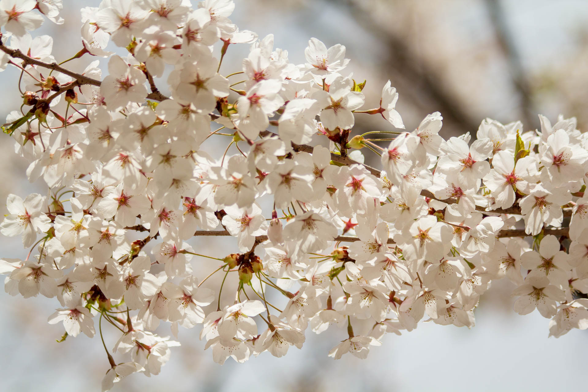 Sakura-Watch-May-10-2018-102.jpg