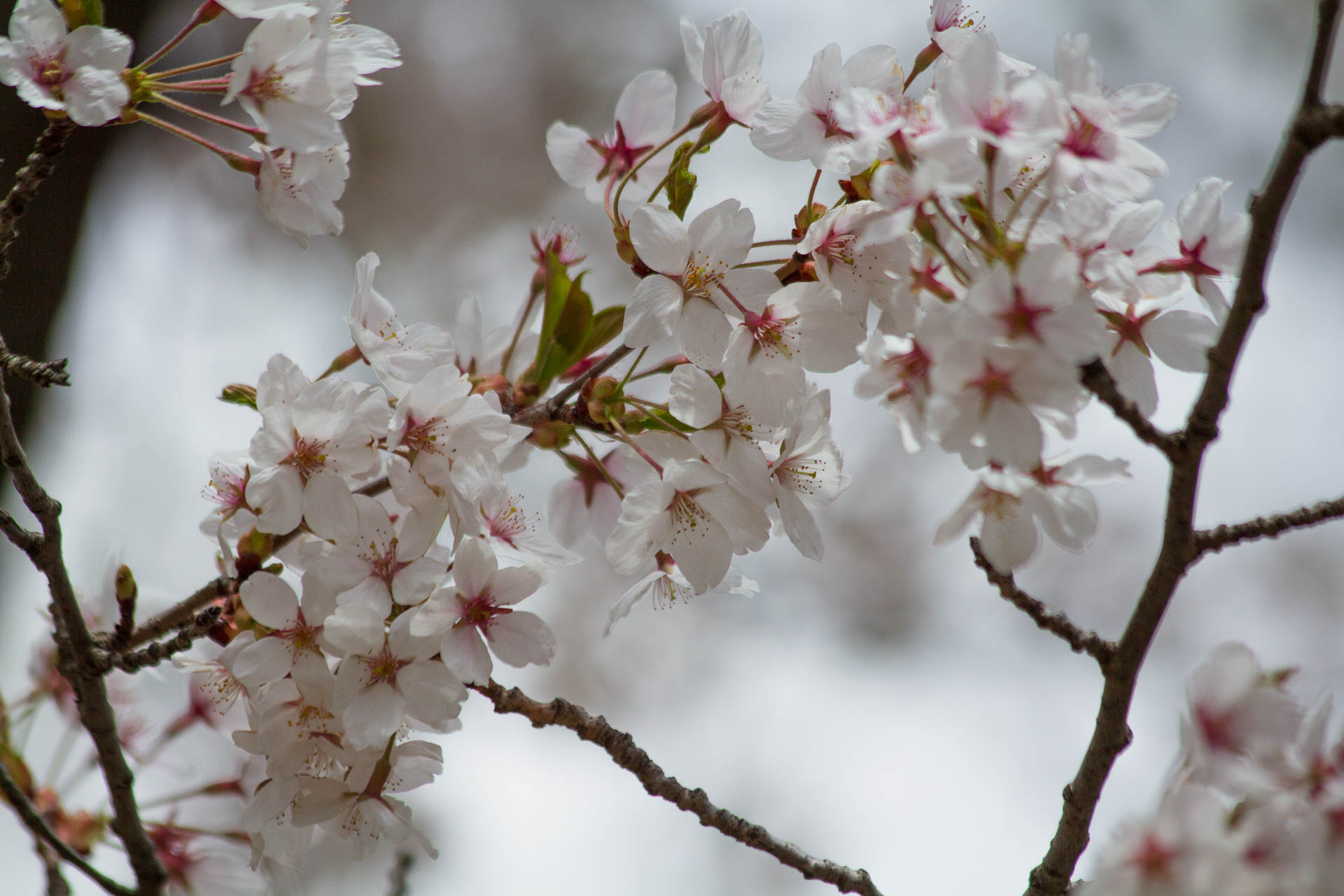Sakura-Watch-May-10-2018-96.jpg