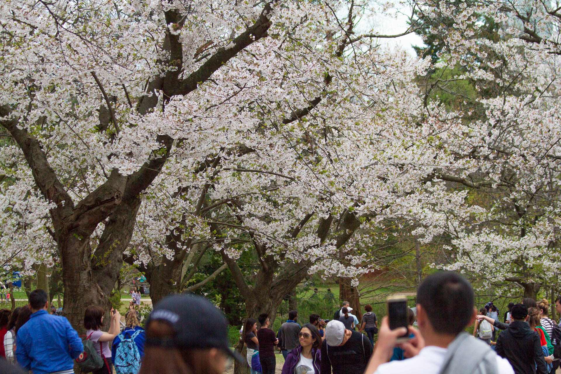Sakura-Watch-May-10-2018-81.jpg