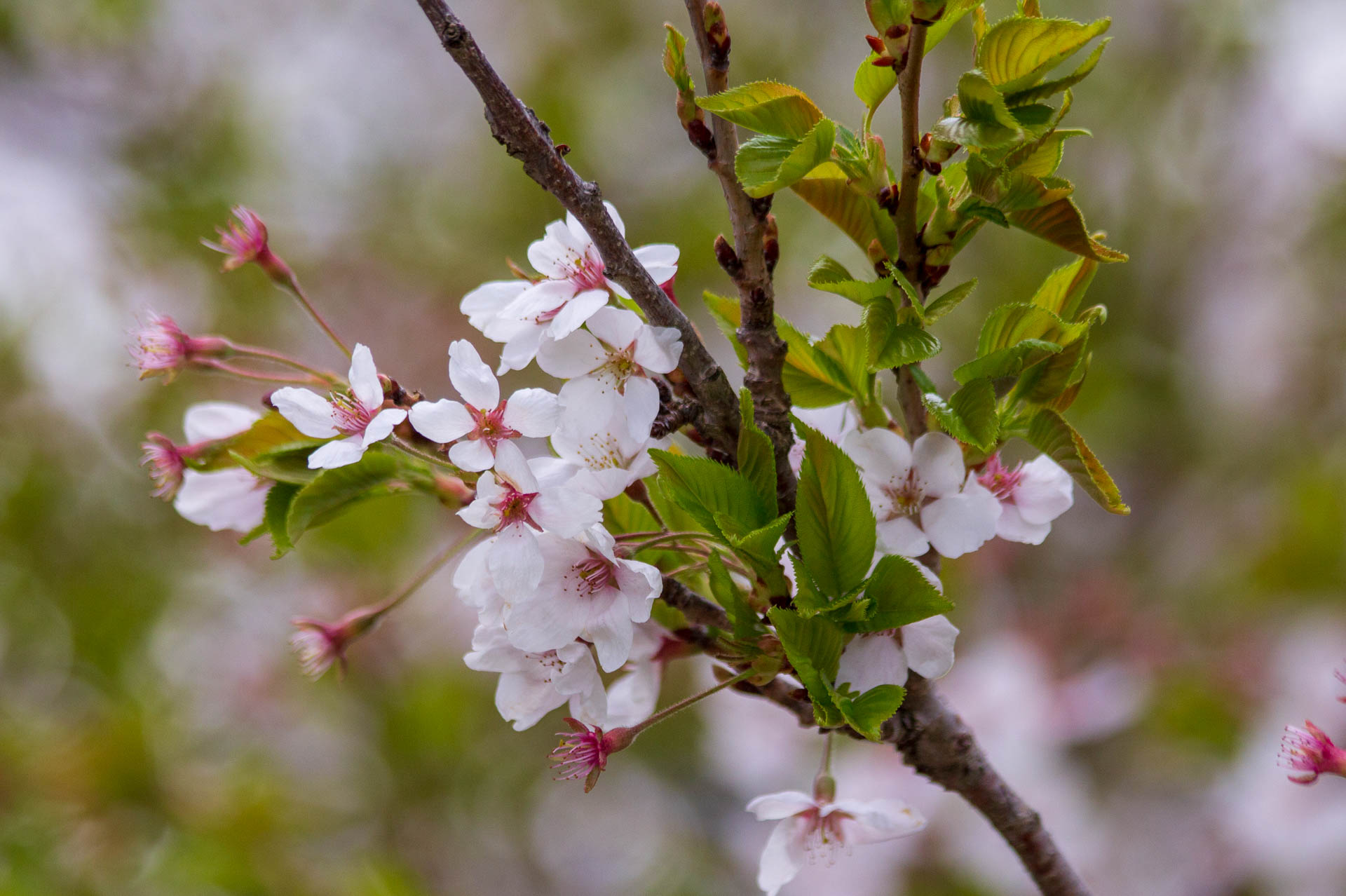 Sakura-Watch-May-10-2018-141.jpg