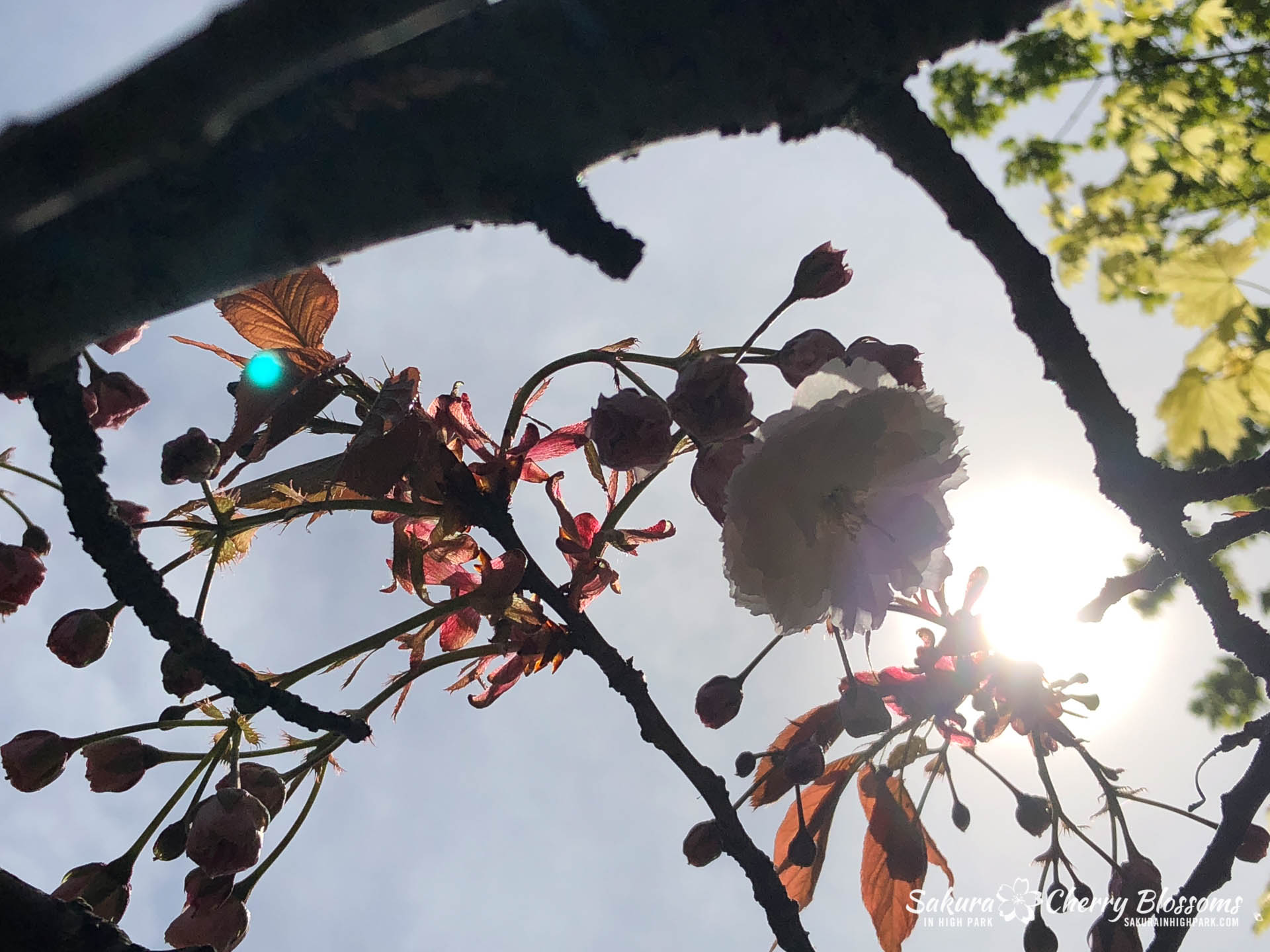 Sakura-Watch-May-18-2018-28.jpg