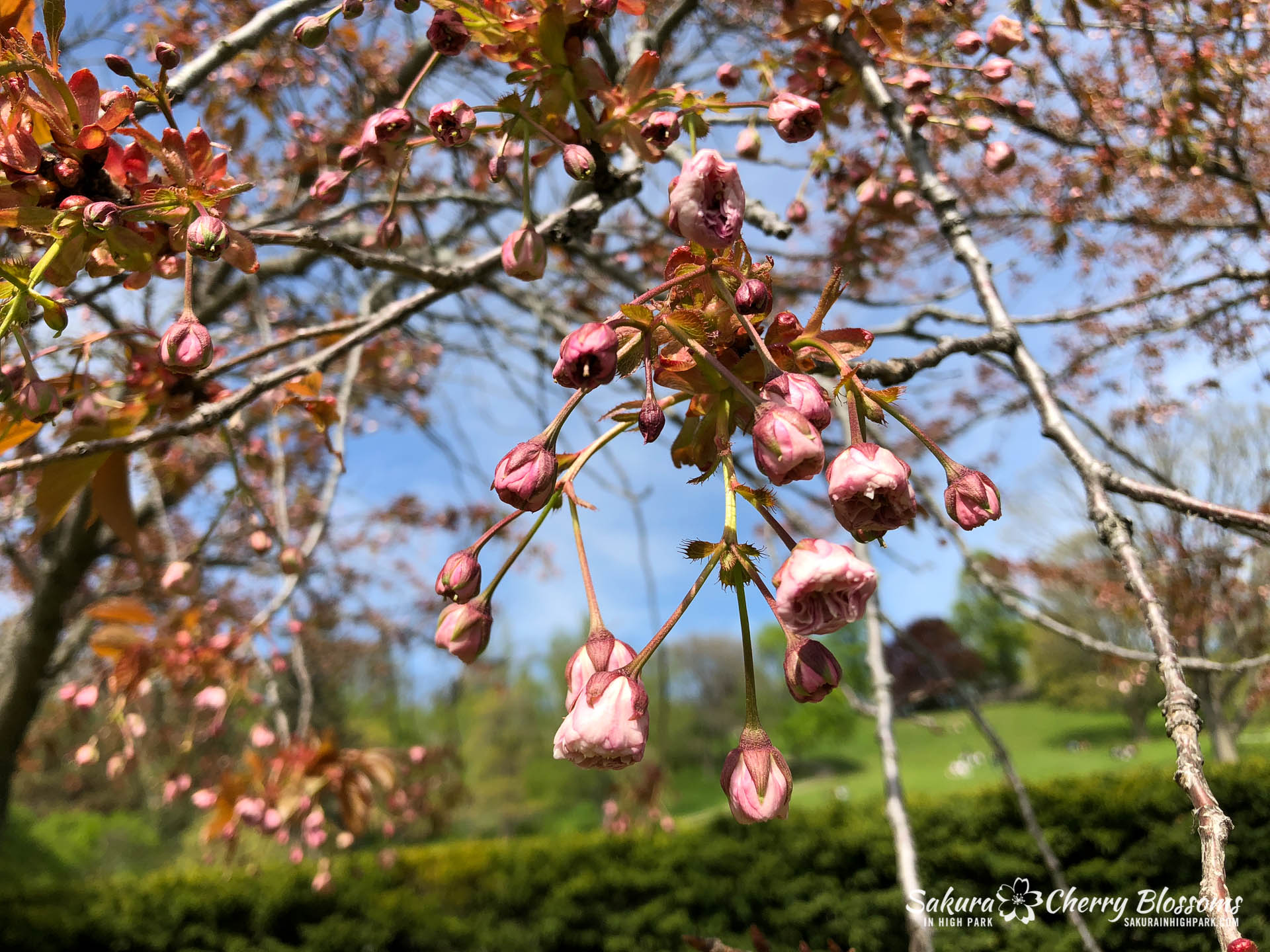 Sakura-Watch-May-18-2018-9.jpg