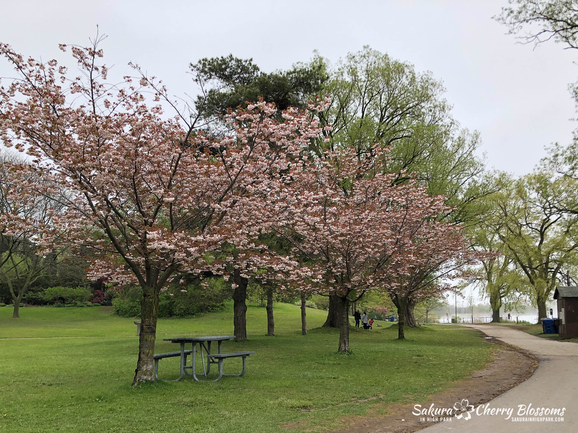 Sakura-Watch-May-22-2018-31.jpg