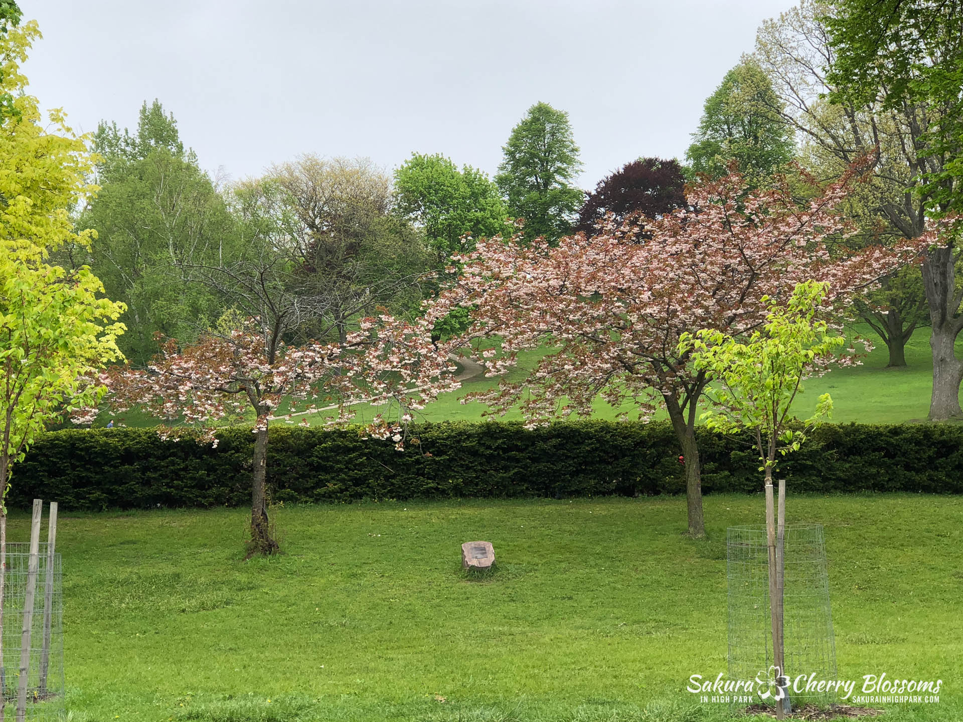 Sakura-Watch-May-22-2018-33.jpg