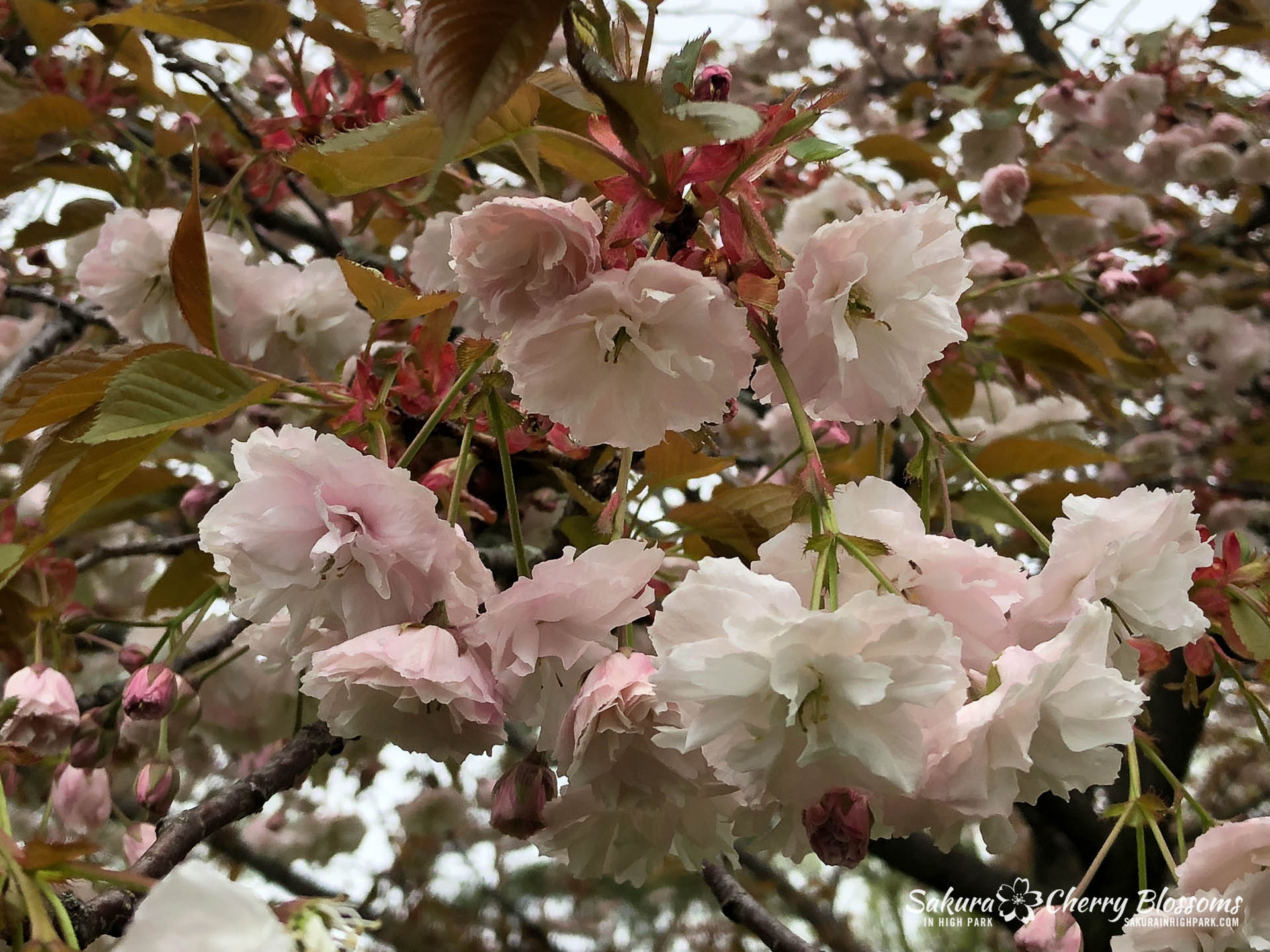 Sakura-Watch-May-22-2018-24.jpg