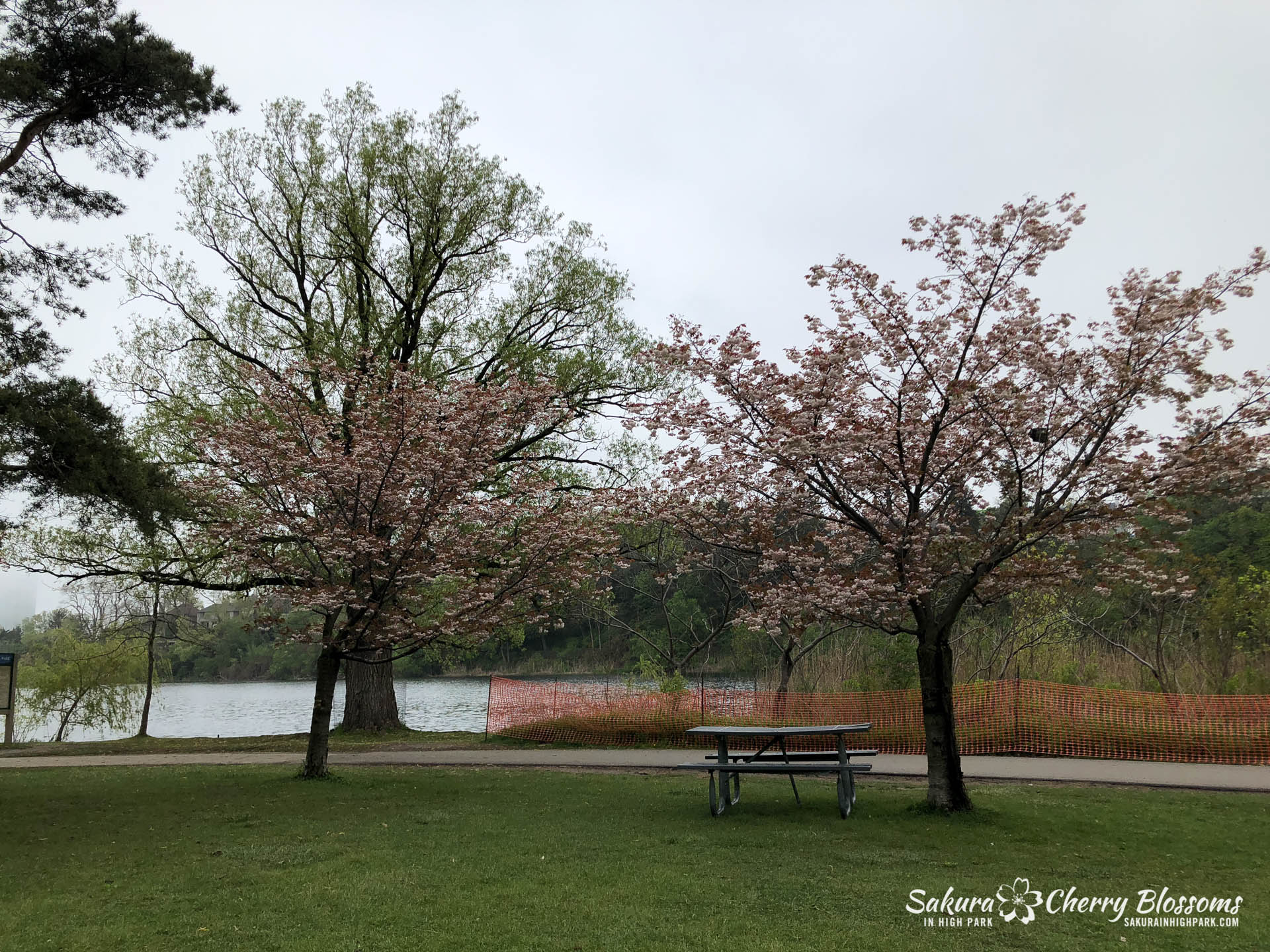 Sakura-Watch-May-22-2018-30.jpg