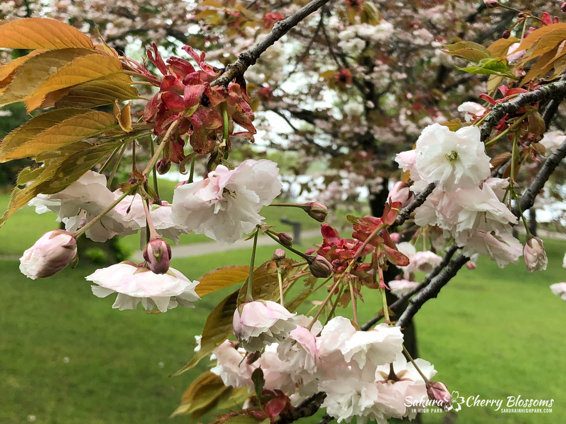 Sakura-Watch-May-22-2018-6.jpg