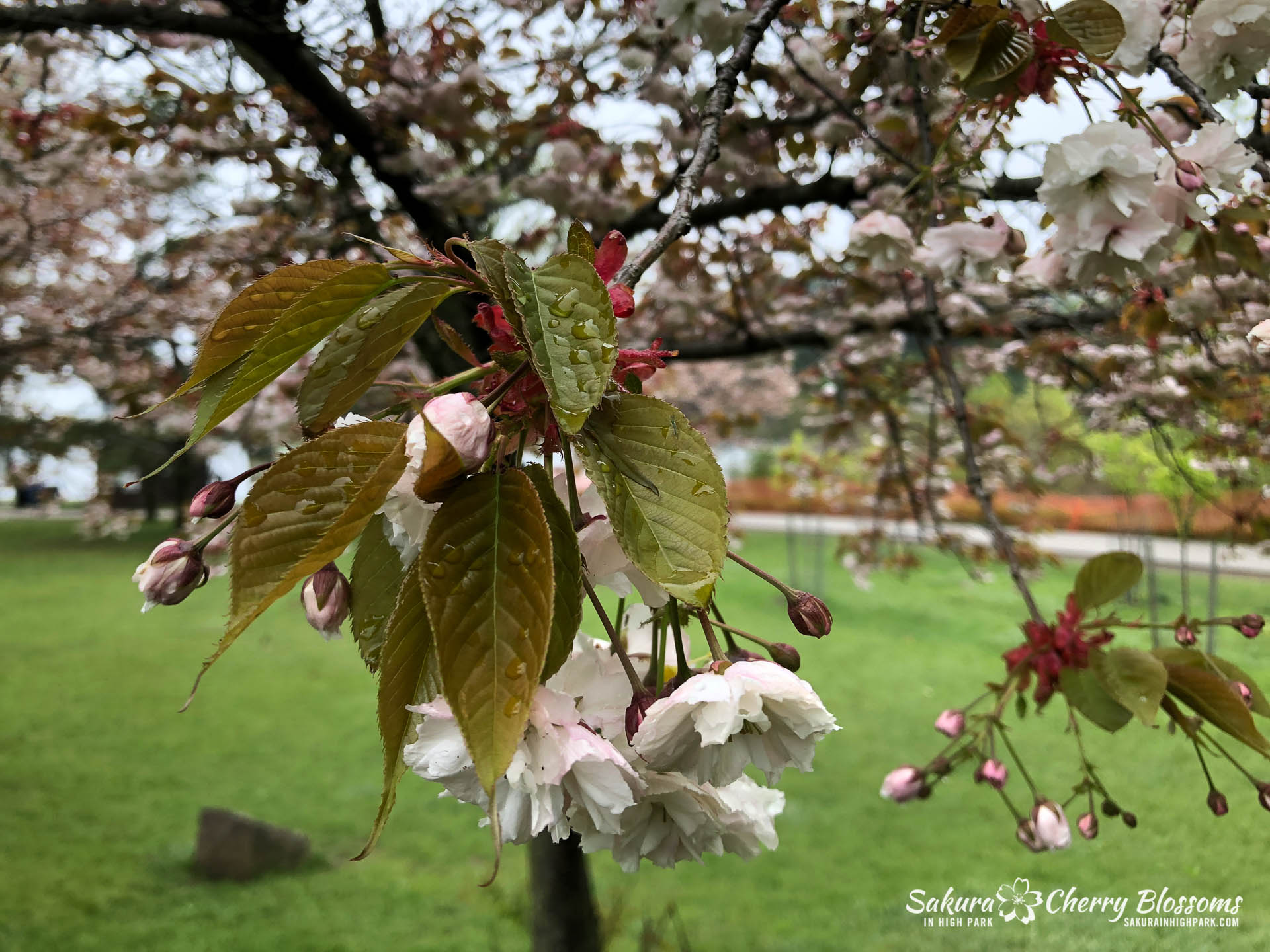 Sakura-Watch-May-22-2018-13.jpg