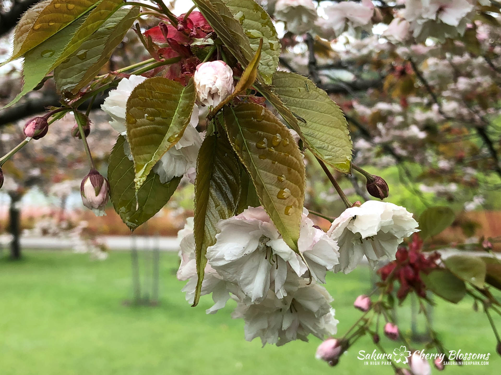 Sakura-Watch-May-22-2018-10.jpg