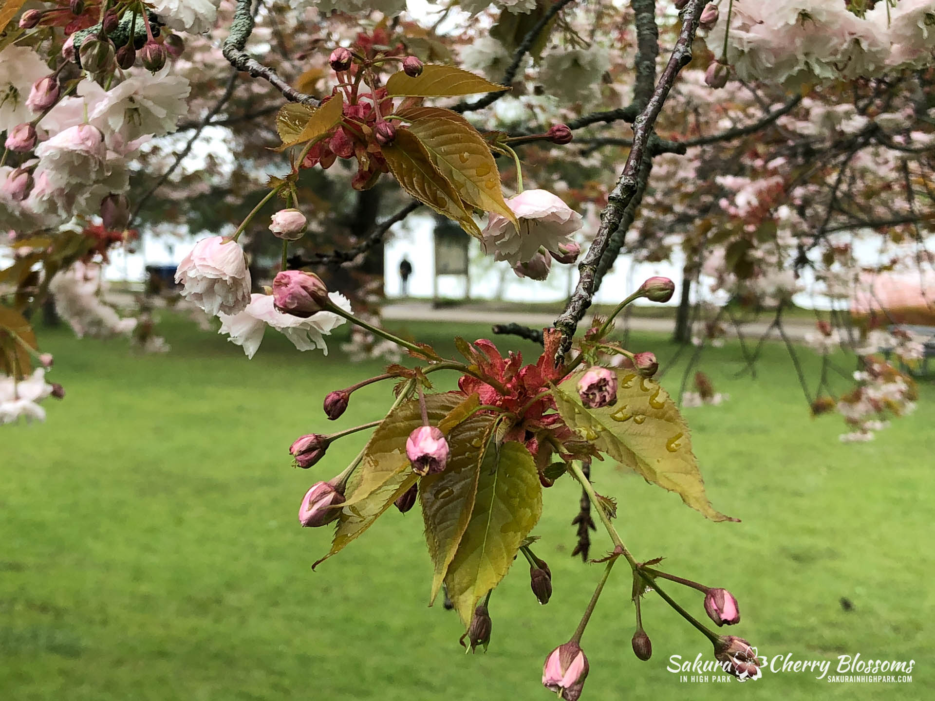 Sakura-Watch-May-22-2018-1.jpg