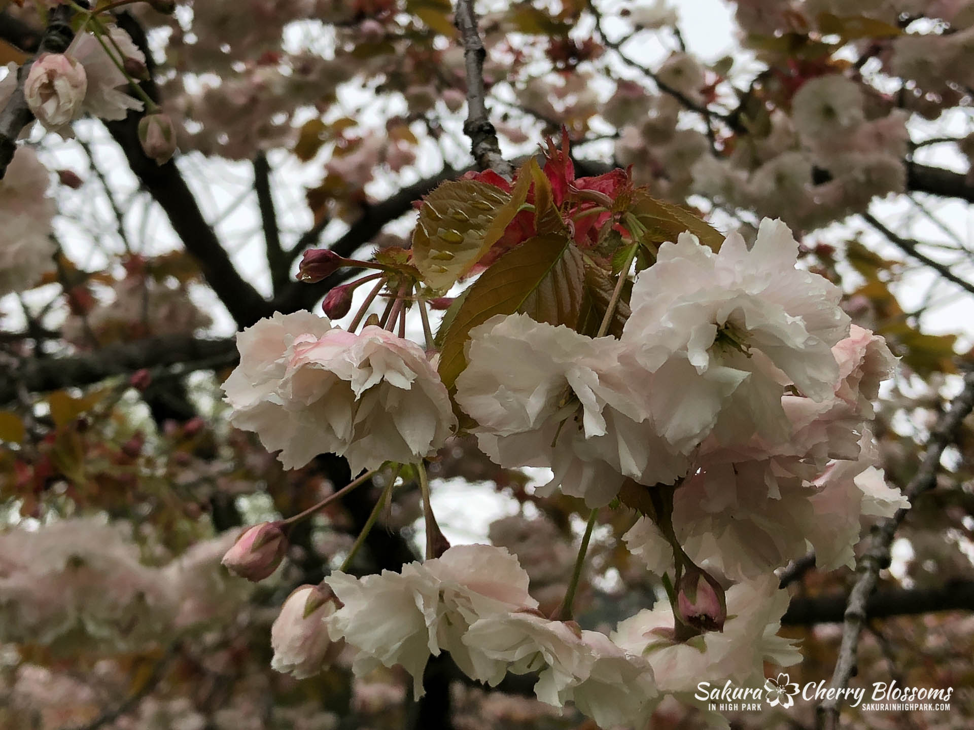 Sakura-Watch-May-22-2018-2.jpg