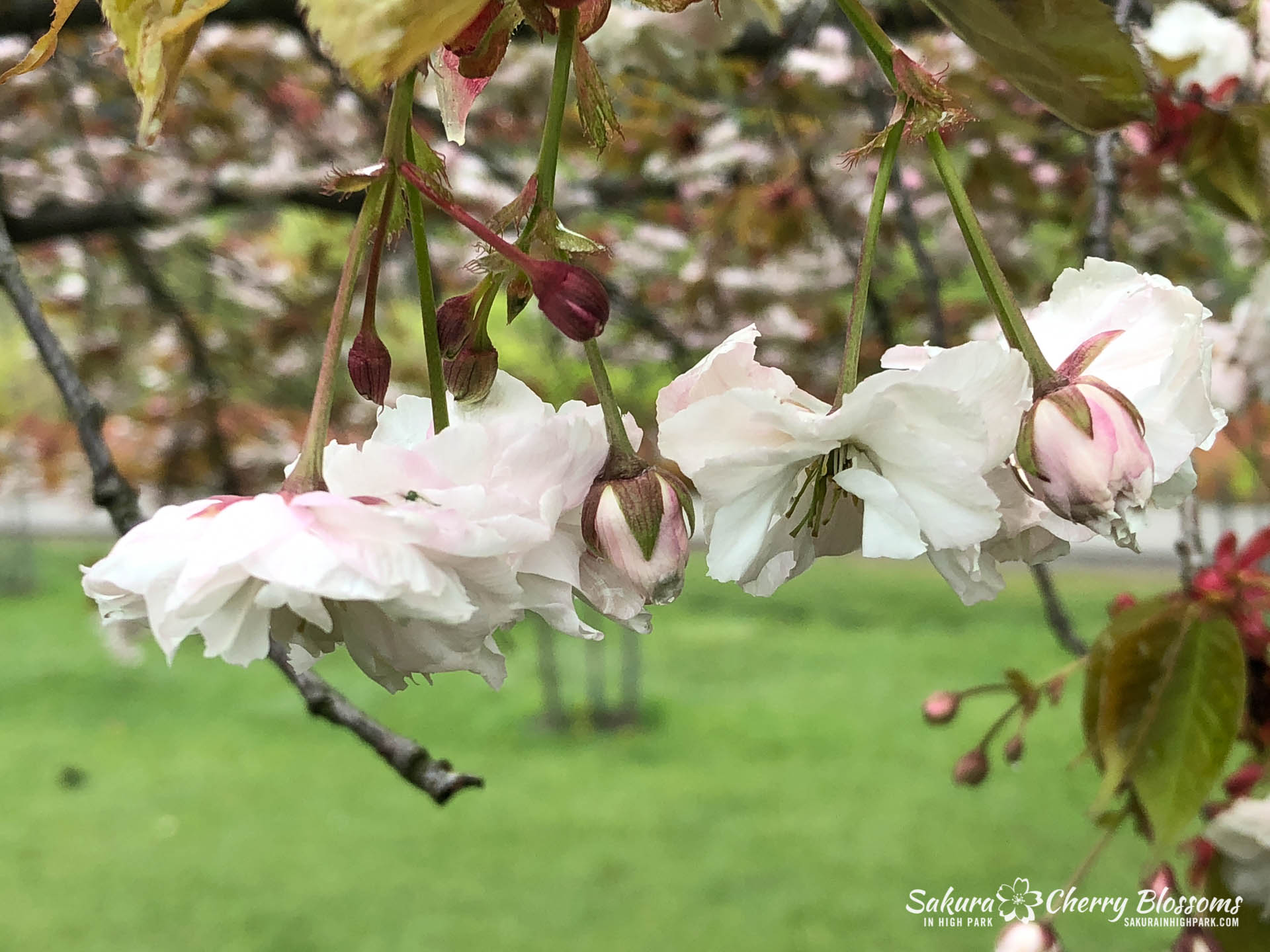 Sakura-Watch-May-22-2018-4.jpg