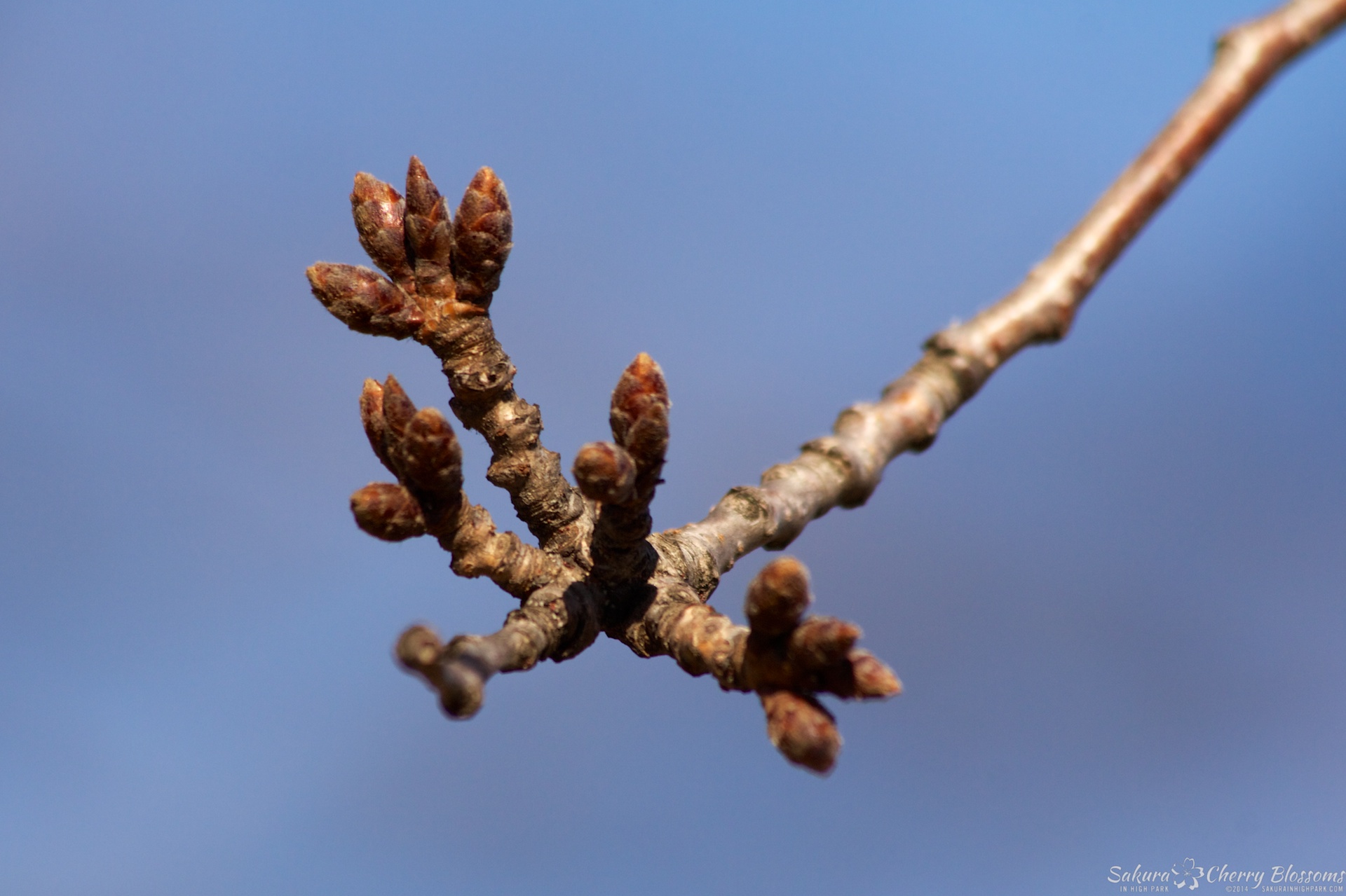 Sakura-HighPark-Mar3014-091.jpg
