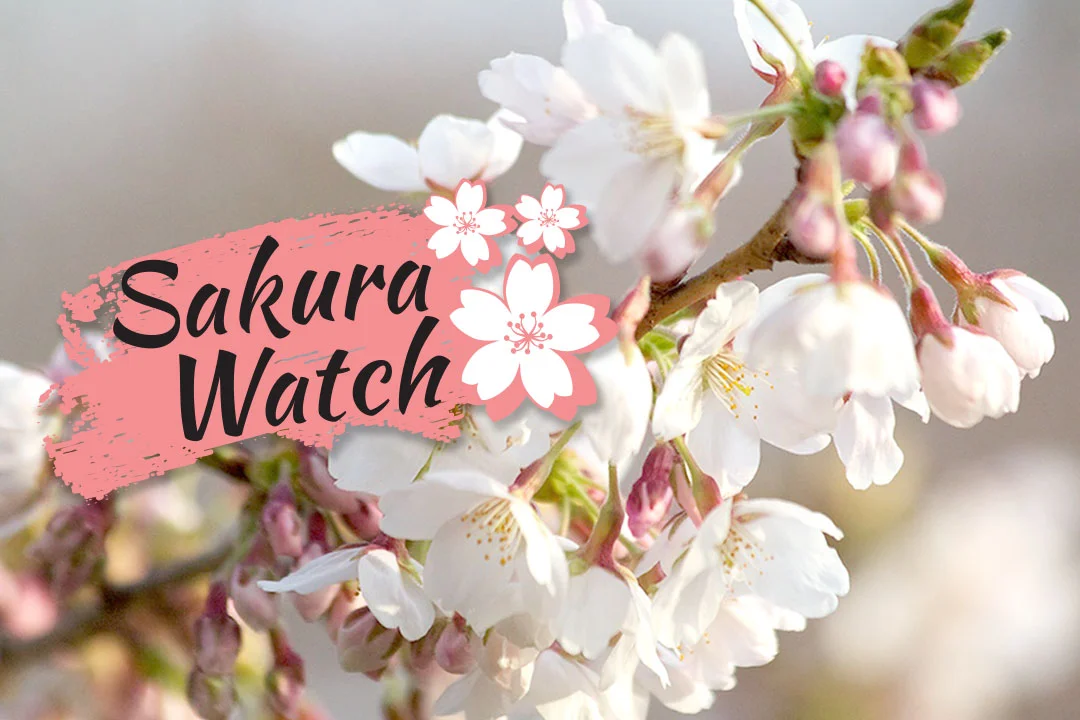 Sakura-Watch-logo-preview.jpg