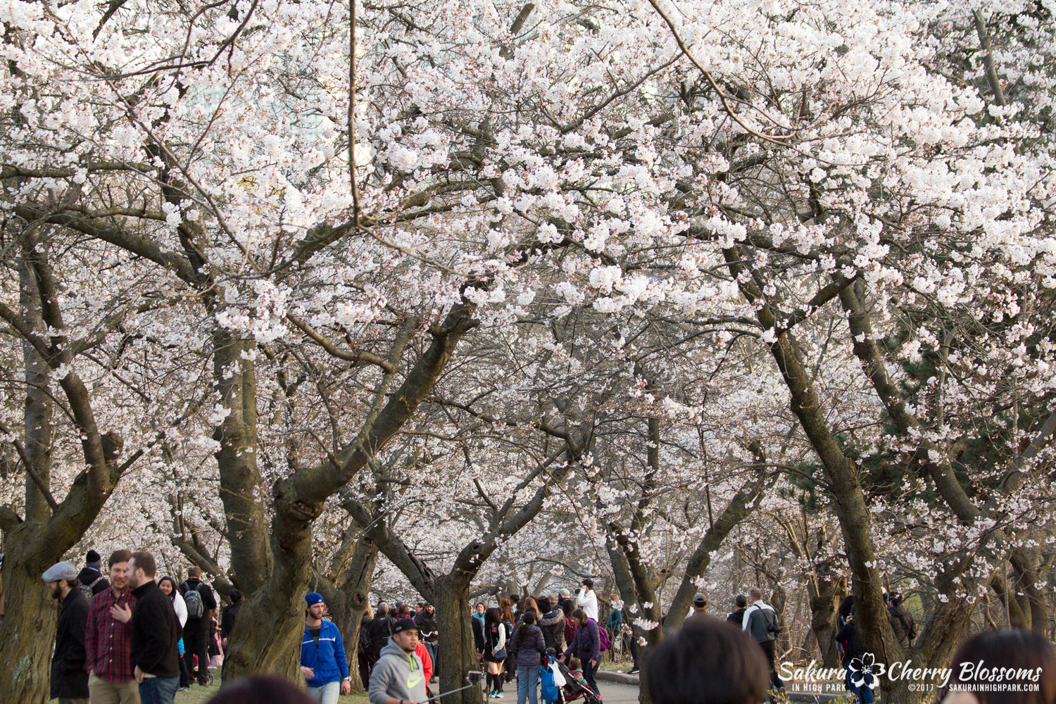 High park cherry blossoms date