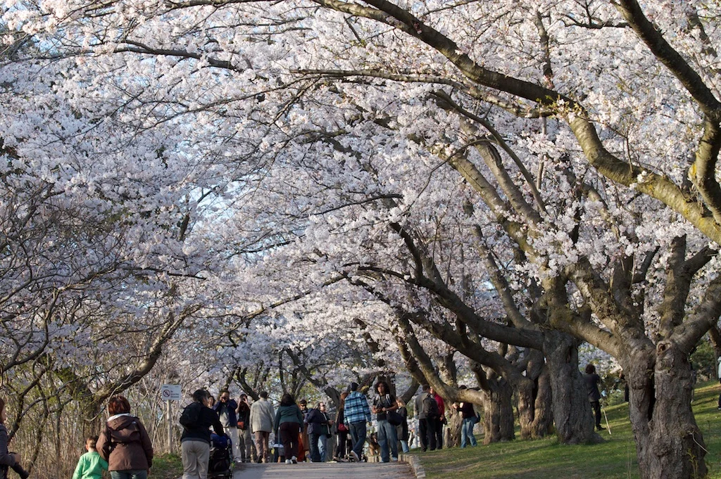 SakuraInHighPark Apr0412 8758.jpg