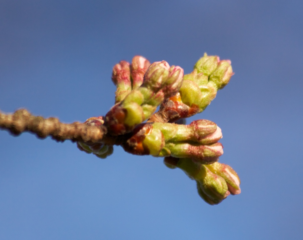 Sakura_024-2012-04-02.jpg