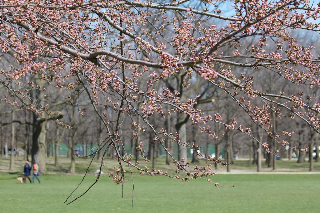 Sakura_126-2012-04-04.jpg