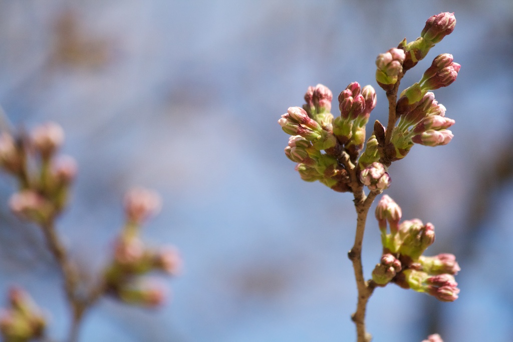 Sakura_209-2012-04-04.jpg