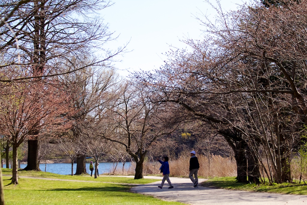 Sakura_197-2012-04-04.jpg