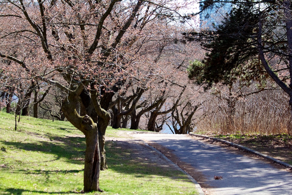 Sakura_144-2012-04-04.jpg