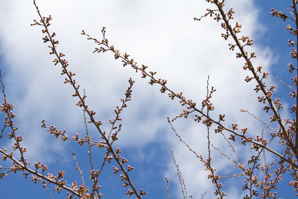 Sakura_165-2012-04-04.jpg