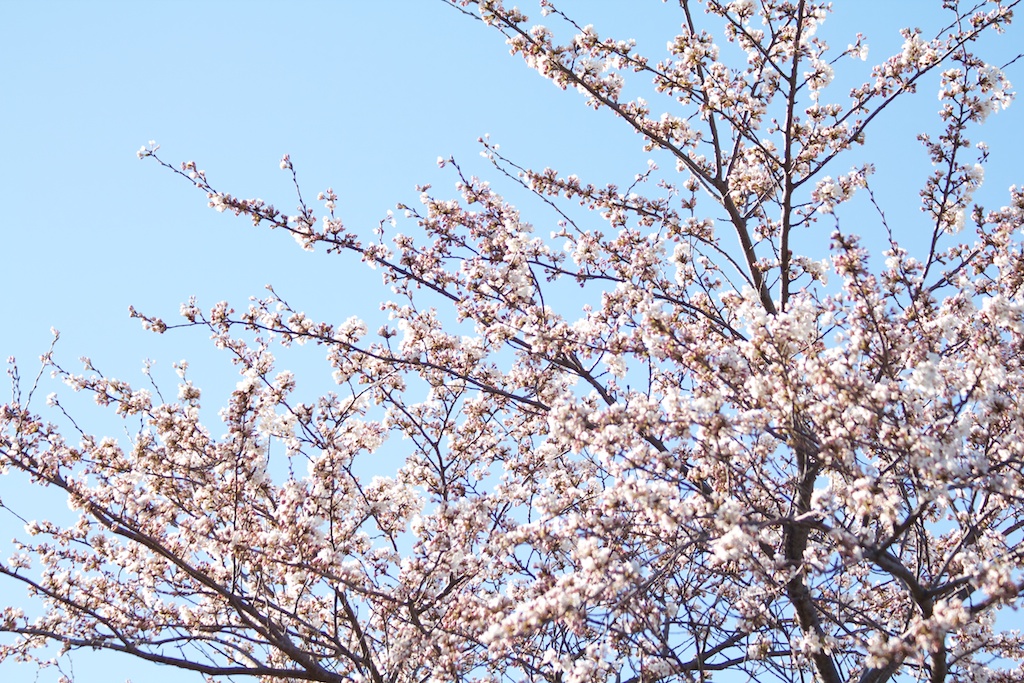 Sakura_293-2012-04-06.jpg