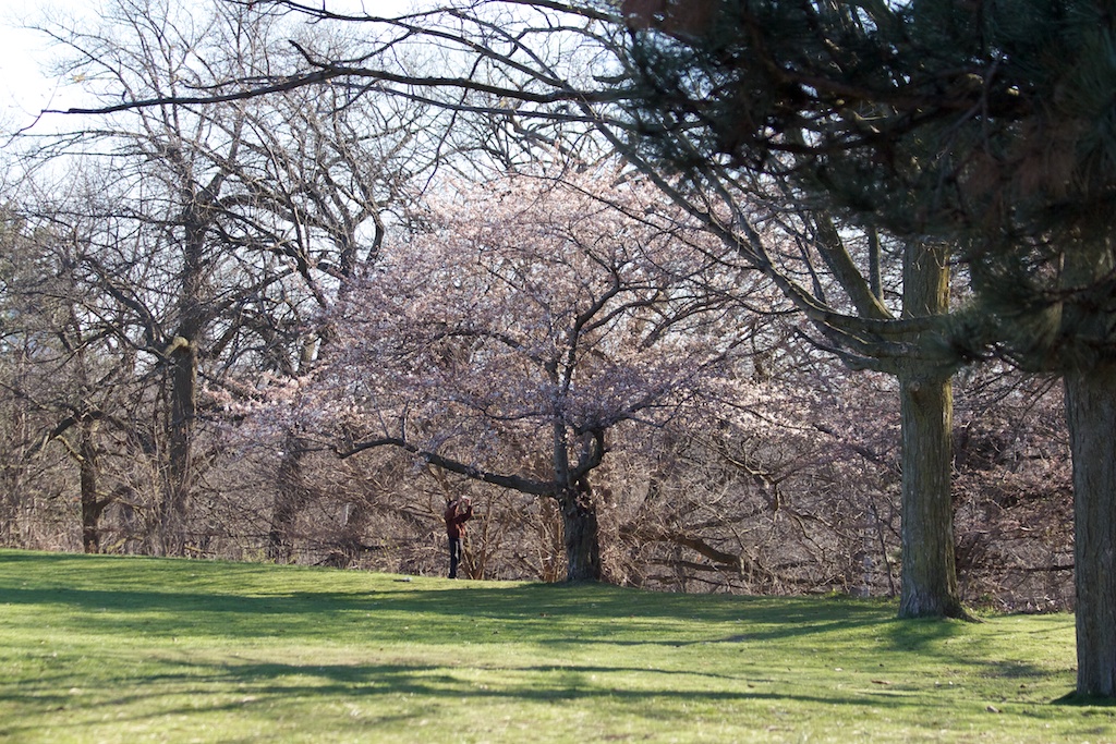 Sakura_285-2012-04-06.jpg