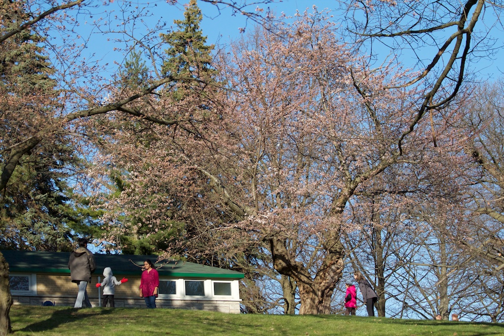 Sakura_318-2012-04-06.jpg