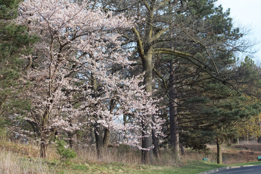 Sakura_372-2012-04-09.jpg