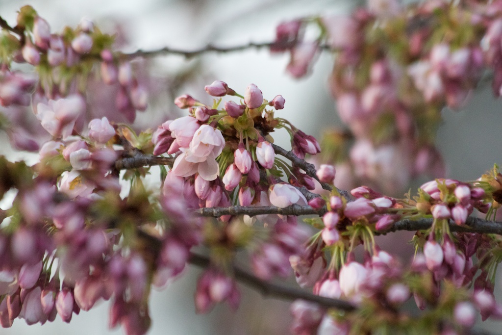 Sakura_556-2012-04-09.jpg