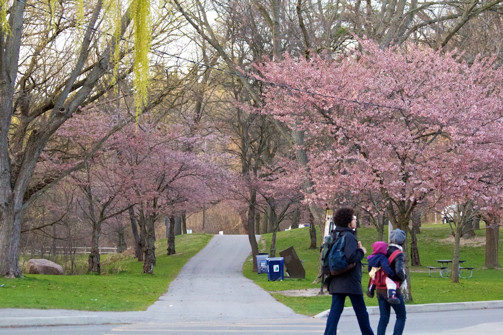 Sakura_554-2012-04-09.jpg