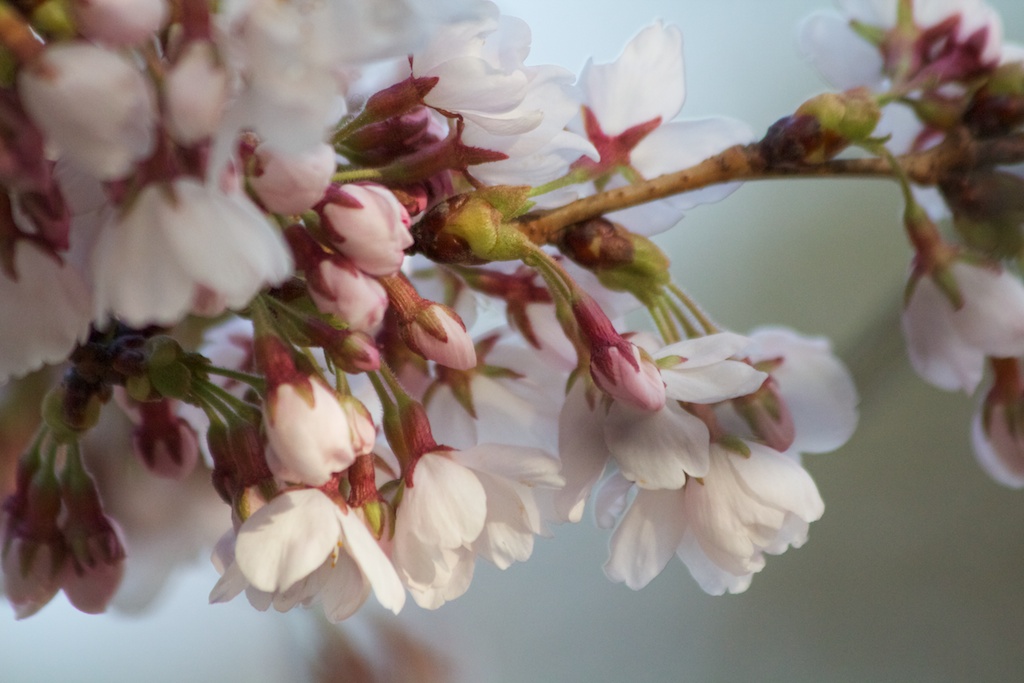 Sakura_496-2012-04-09.jpg