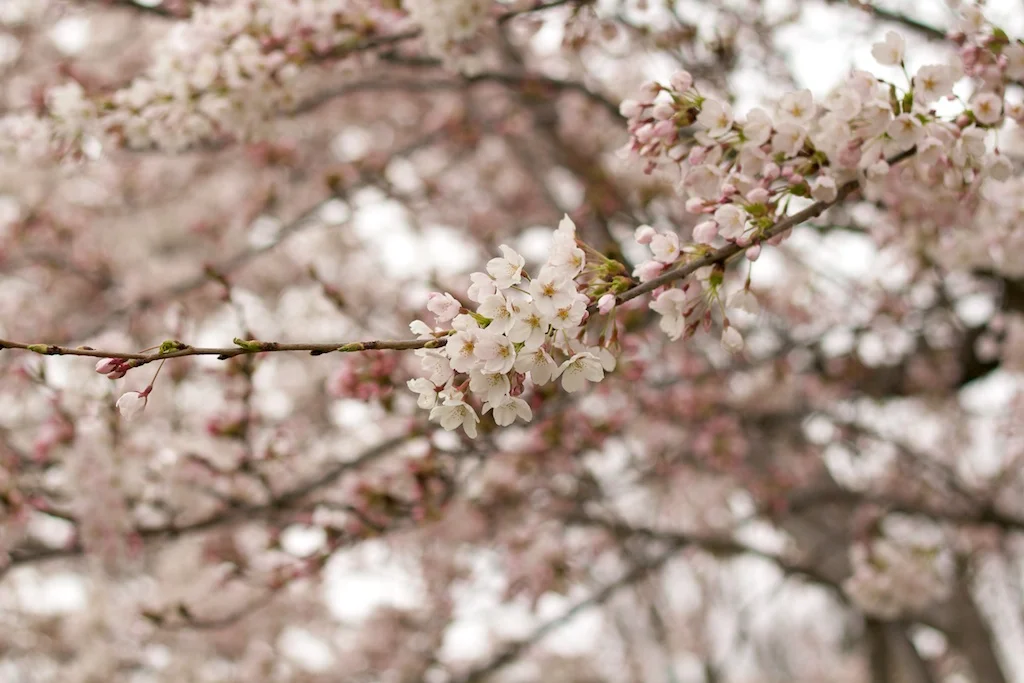 Sakura_351-2012-04-10-1.jpg