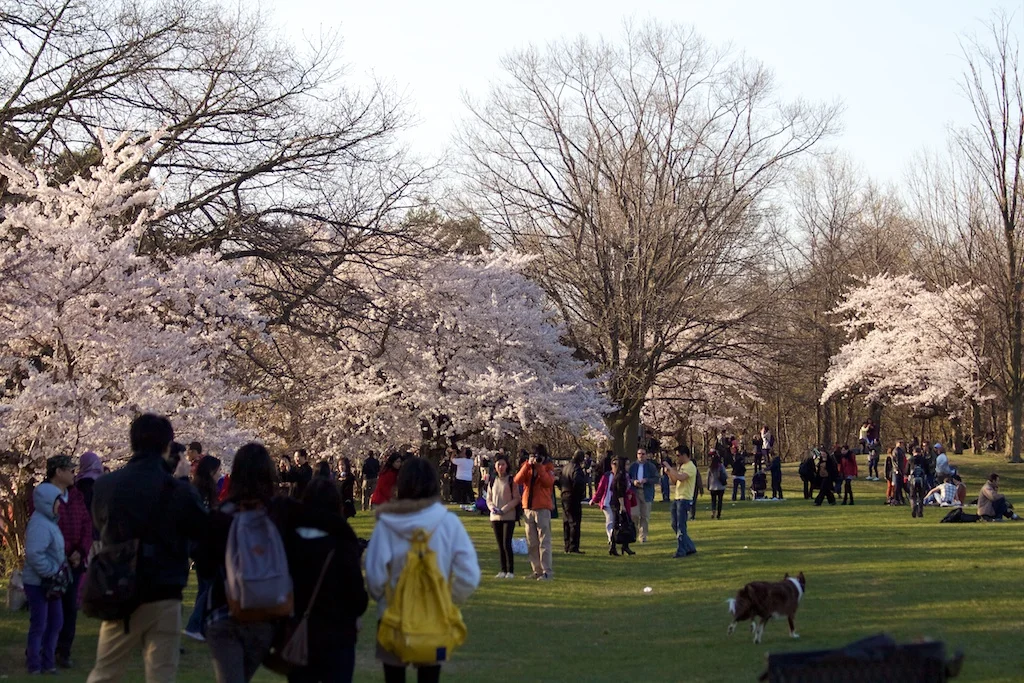 Sakura_627-2012-04-13.jpg