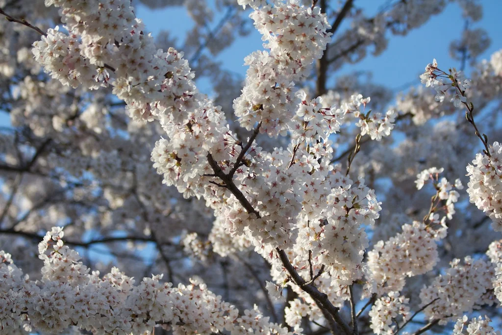 Sakura_611-2012-04-13.jpg