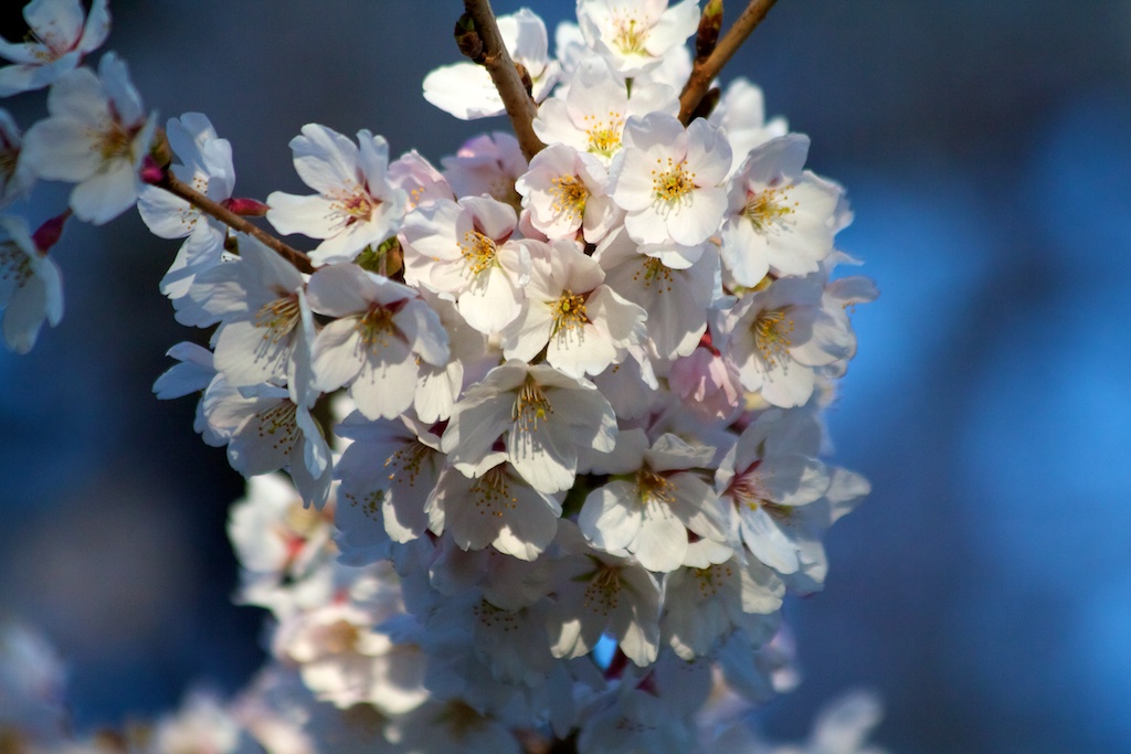 Sakura_587-2012-04-13.jpg