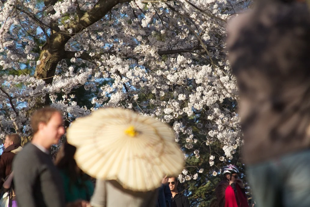 Sakura_688-2012-04-13.jpg