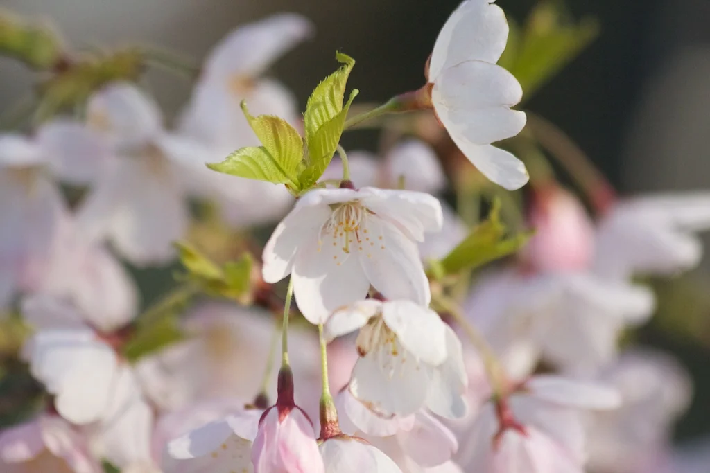 Sakura_669-2012-04-13.jpg