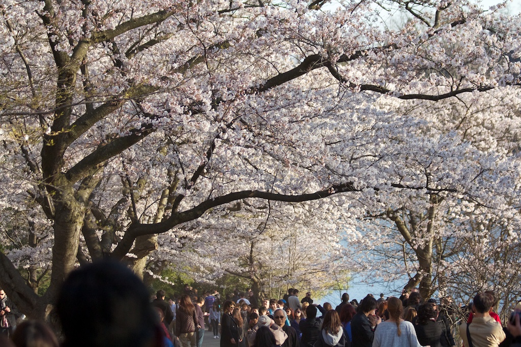 Sakura_678-2012-04-13.jpg