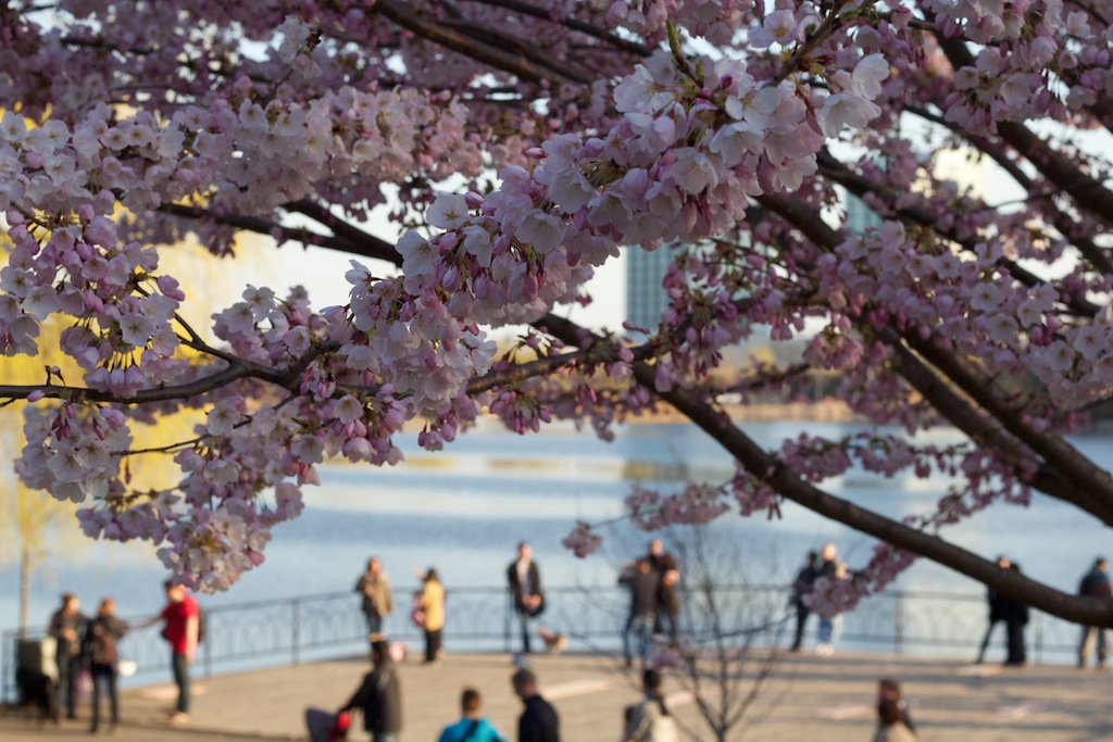 Sakura_756-2012-04-13.jpg