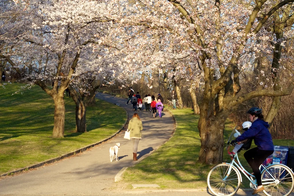 Sakura_785-2012-04-13.jpg
