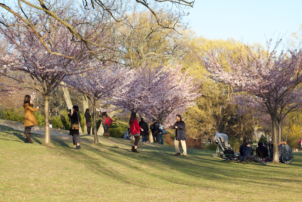 Sakura_747-2012-04-13.jpg